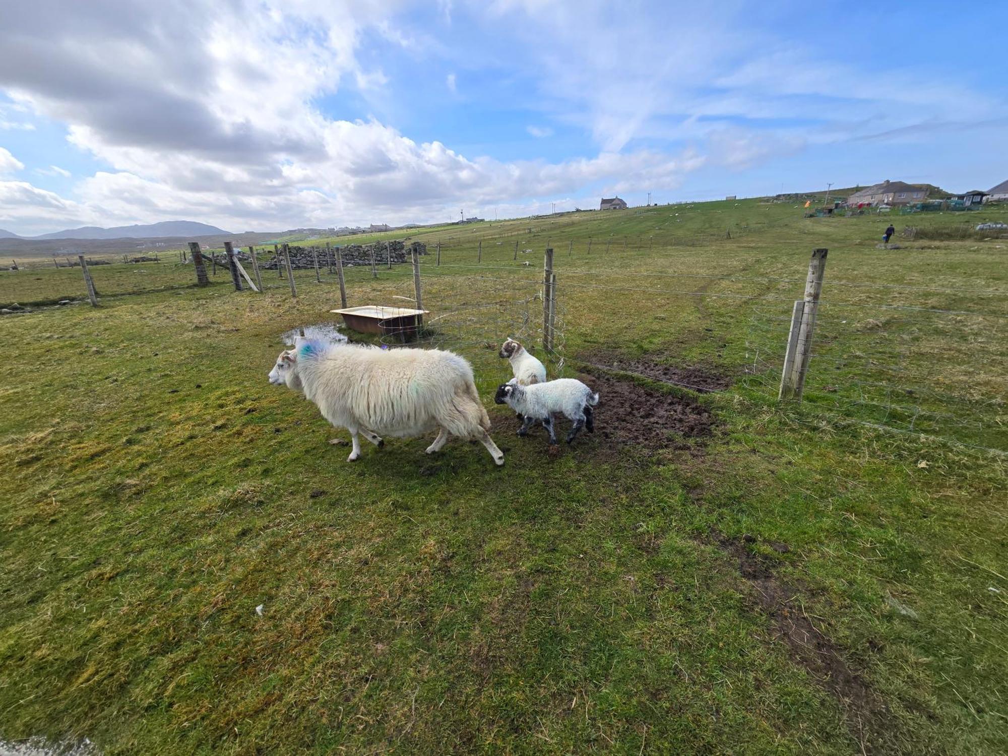 Villa Squealing Pig Bothy Barvas Exterior foto